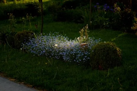 Sunray in the dark on a Dandelion and Forgetmenots Stock Photos