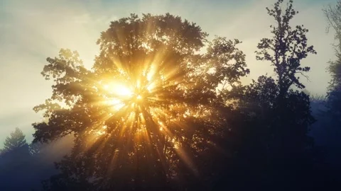 Sunray reflect a tree Video stock 273698093