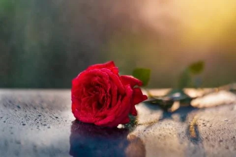 Sunray Rose Stock Photos