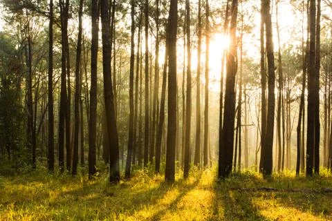 Sunray thought pines forest Foto stock