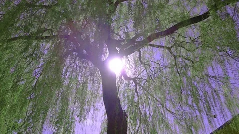 Sunray through branches and blue sky shot in slowmotion Stock Footage 108294445
