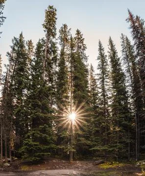 Sunray through Pine trees in Autumn forest Stock Photos