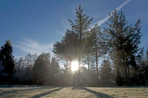 Sunray trough forest Stock Photos