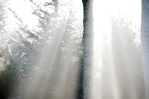 Sunray trough forest Фото