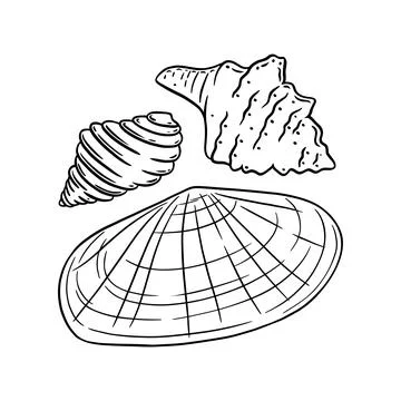 Sunray venus and other shells isolated in white background. Marine seashells Stock Illustration