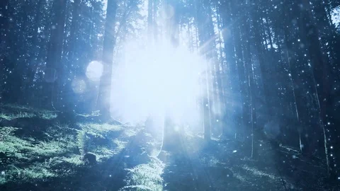 Sunrays and artistic bokeh in the forest Stock Footage 128835925