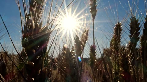 Sunrays and Backlit wheat field close-up, tranquil static shot, 4K 動画素材 320154007