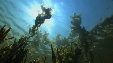 Sunrays are sparkling in the water column Stock Footage 53302160