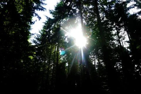 Sunrays behind trees in the forest of Oberflockenbach Stock Photos