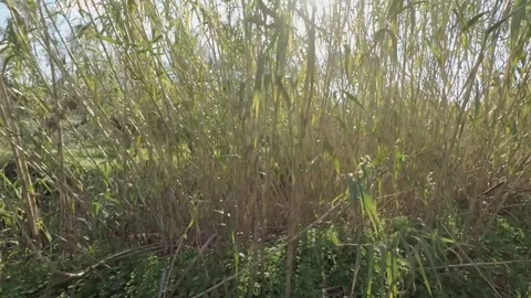 Sunrays between reeds 스톡 동영상 106141993