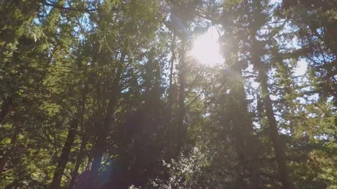 Sunrays between trees Stock Footage 105750747