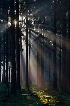 Sunrays breaking through canopy Stock Photos