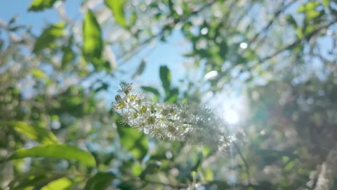Sunrays breaks through inflorescence of white flowers and buds of blooming Stock Footage 335904712