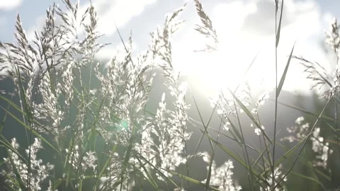 Sunrays coming through green leaf Video stock 245597649