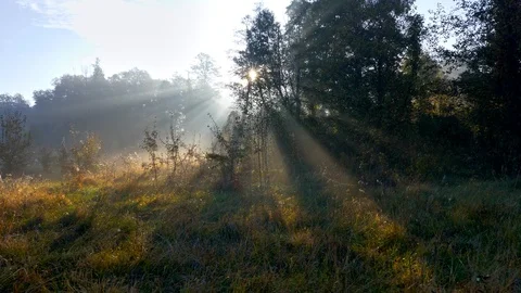 Sunrays coming through trees during sunrise in the summer forest. Walking Video stock 99294318
