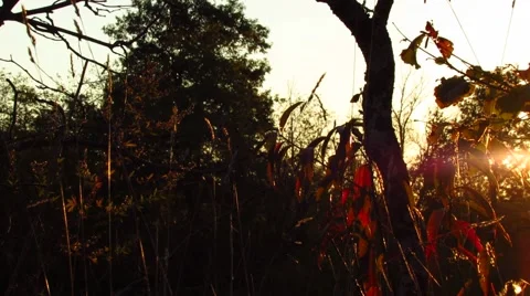 Sunrays coming trough tree leaves Stock Footage 59104180