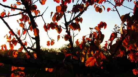 Sunrays coming trough tree leaves Stock Footage 59105157