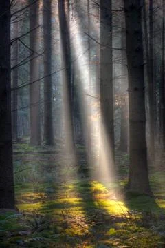 Sunrays in a dark pine forest Stock Photos