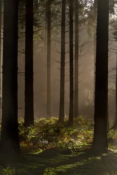 Sunrays in dark pine forest Stock Photos