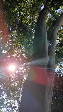 Sunrays of diversified colors in forest Stock Photos