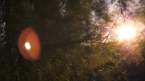 Sunrays in the evening with fir branches Vídeo Stock 118976255