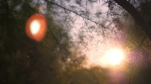 Sunrays in the evening with fir branches Video stock 118976257