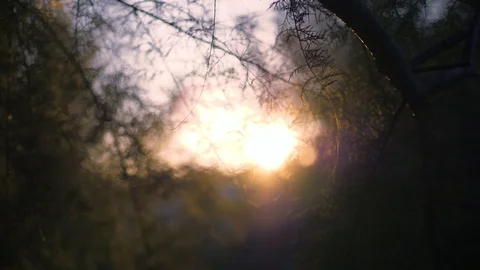 Sunrays in the evening with fir branches Video stock 118976312