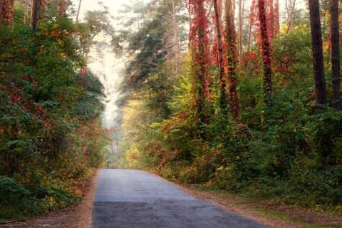 Sunrays in the fall forest Stock Photos