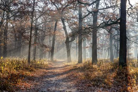 Sunrays in the fall park Stock Photos