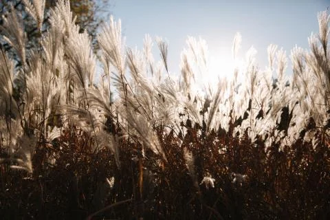 Sunrays fall through wheat. Sunsest in autumn Фото