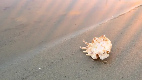 Sunrays falling down on calm beach with seashell 库存影片 105517303