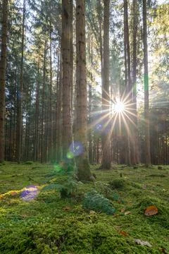 Sunrays falling into a forest in the fall season in the portrait format, healty Stock Photos