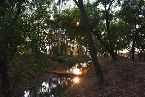 Sunrays falling in water stream in between trees Stock Photos