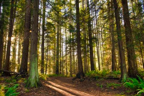 Sunrays filtering thru the forest foliage in a Vancouver Island provincial pa Foto stock