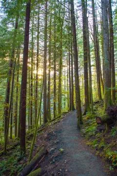 Sunrays filtering thru the forest foliage in a Vancouver Island provincial pa Stock Photos