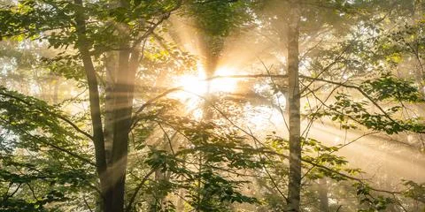 Sunrays in a foggy forest Stock Photos