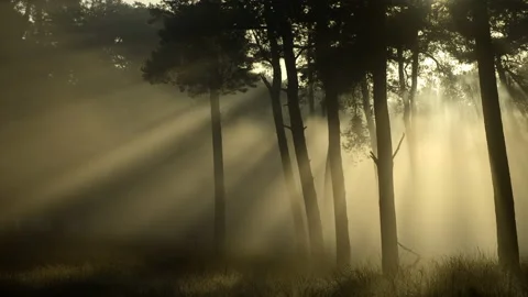Sunrays in an foggy pine forest Video stock 142755900