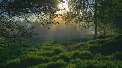 Sunrays at the forest Stock Footage 76042182