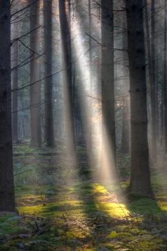 Sunrays in forest, vertical. Foto stock