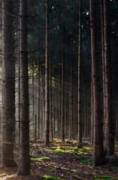 Sunrays in a forest, vertical Stock Photos