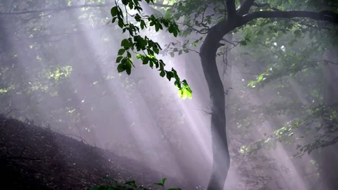 Sunrays in forrest Stock Footage 86790488