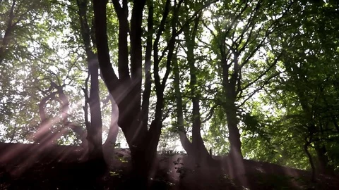 Sunrays in the forrest wide Stock-Footage 86790511