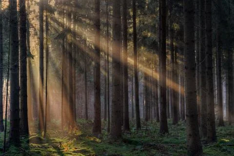 Sunrays in a hazy forest Stock Photos