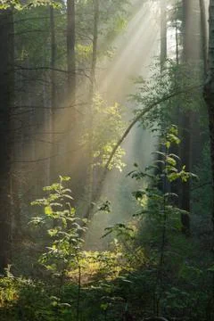 Sunrays in hazy forest, vertical Stock Photos