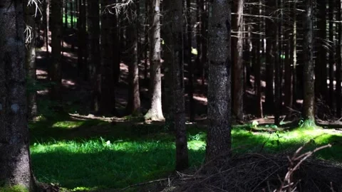 The sunrays illuminate the grass in the undergrowth Stock Footage 285725114
