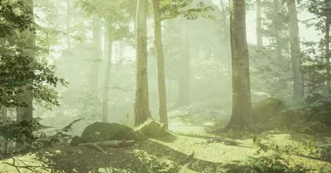 Sunrays illuminate a peaceful forest path, casting soft light on the ground 스톡 일러스트