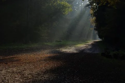 Sunrays illuminate the way through a dark forest 写真素材