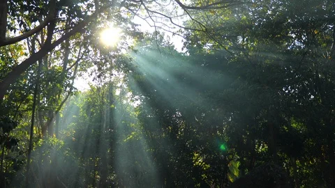 Sunrays in the jungle forest Stock Footage 95938696