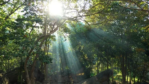 Sunrays in the jungle forest Stock Footage 95938992