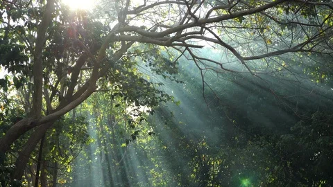 Sunrays in the jungle forest Stock Footage 95939338